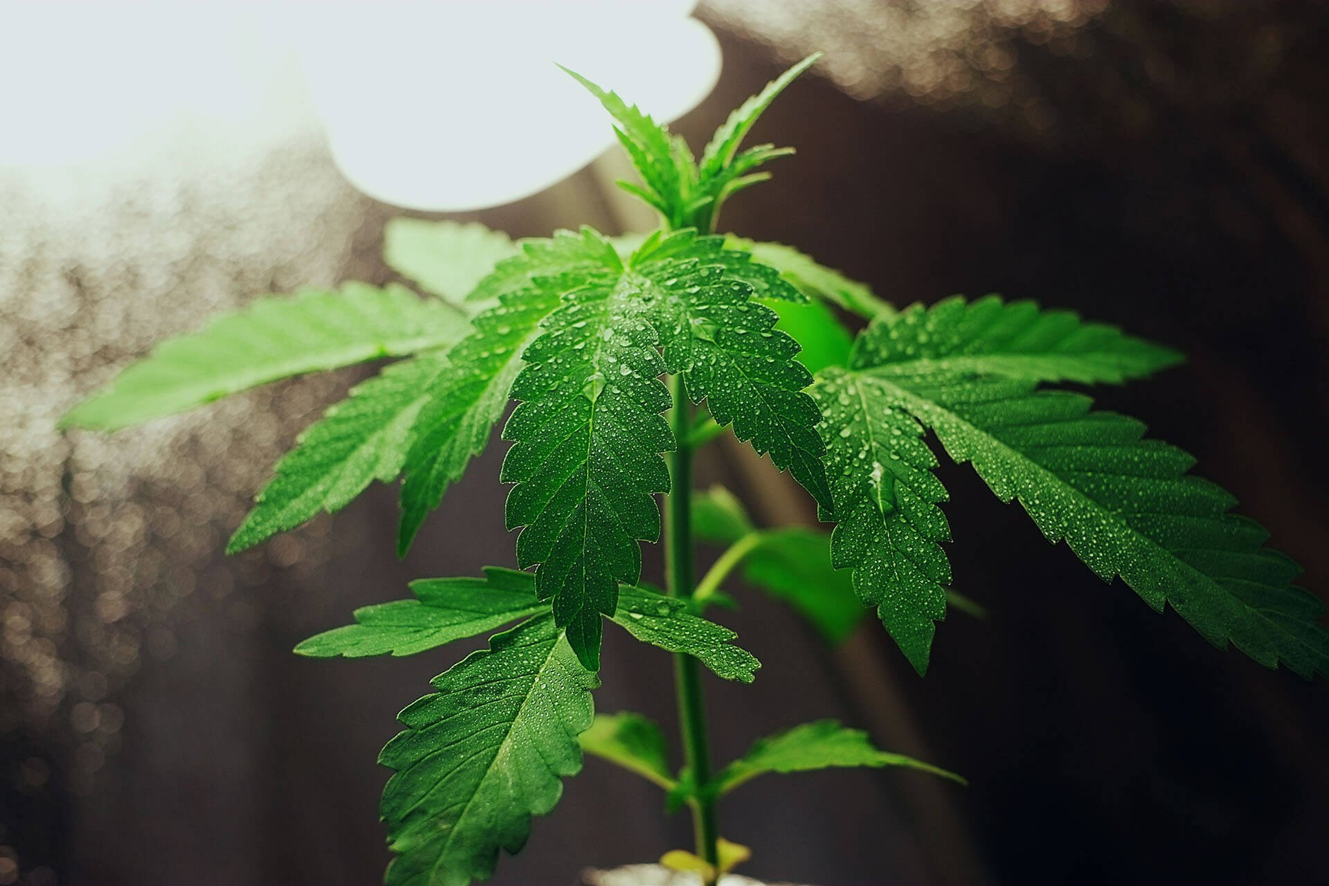 jne-environmental-wastewater-treatment-services-medical-marijuana-cannabis-industry-@2x
